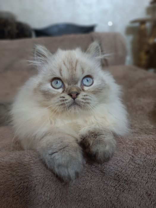 Пушистый персидский котёнок