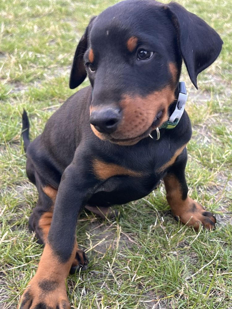 Dobermany z rodowodami-gotowe do odbioru
