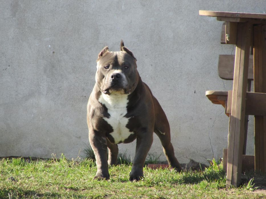American Bully Standard