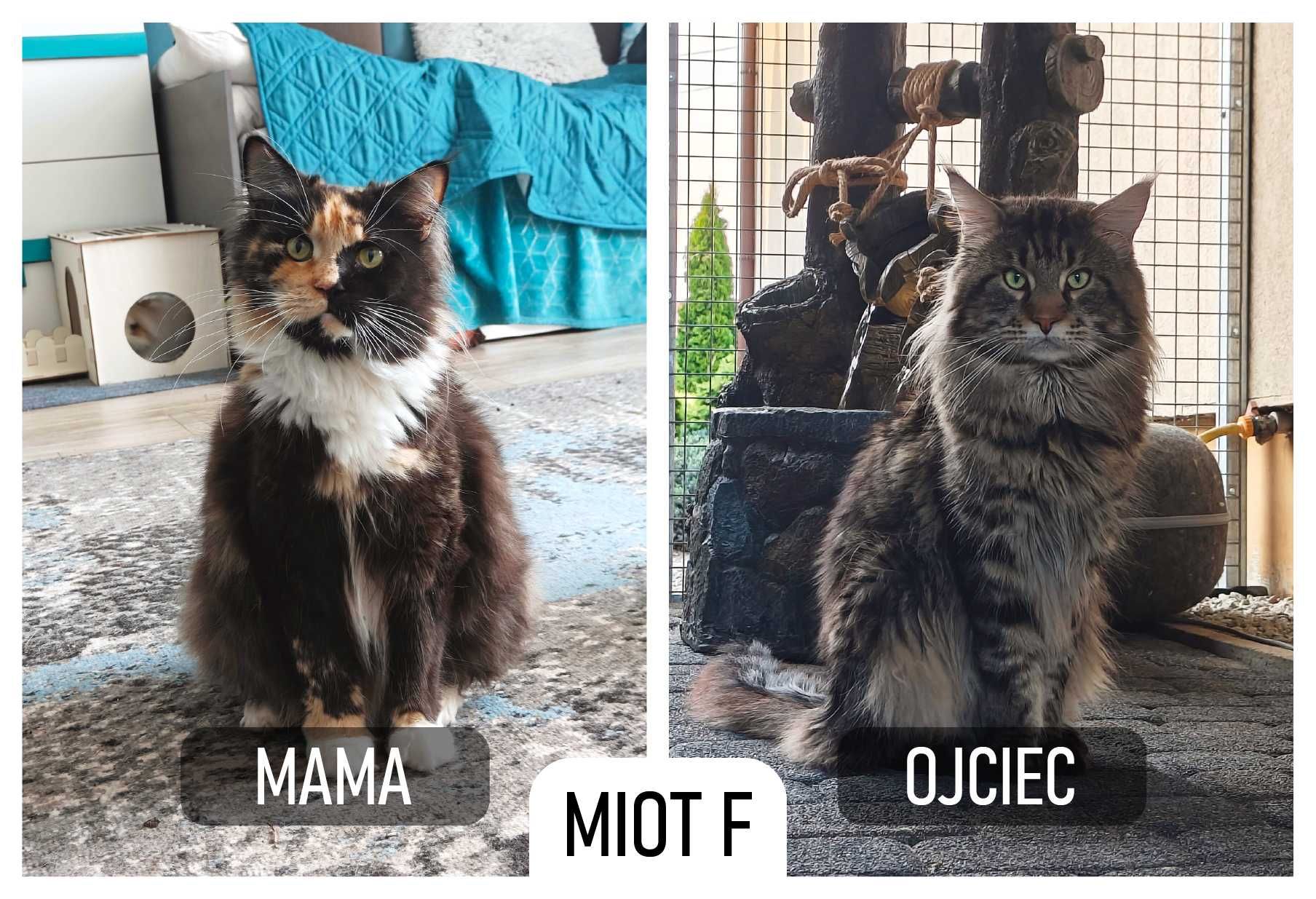 Kotka Maine Coon