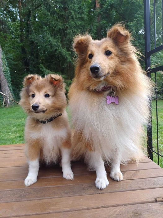 Owczarek szetlandzki, sheltie- piesek