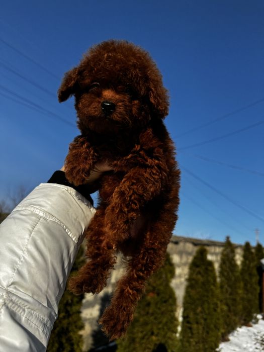 Шикарнюча дівчинка Ельзочка