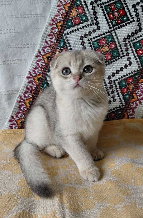 Шотландский вислоухий котик в окрасе голубое золото ау11