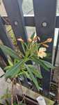Planta Oleandro em vaso