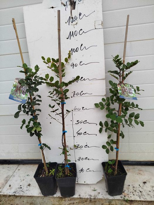 Alfarrobeiras - 100cm