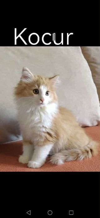 Kocurek Norweski leśny