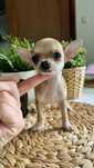 Super Mini Chłopiec Chihuahua z Rodowodem Chipem