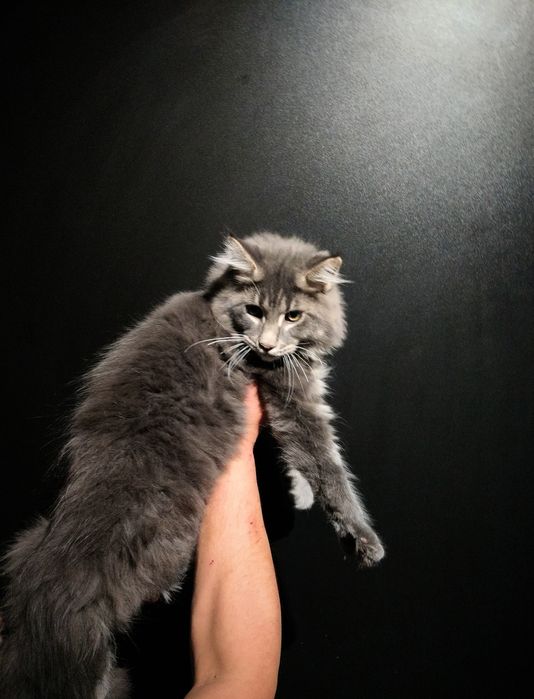 Kot maine coon, kocurek gotowy do odbioru