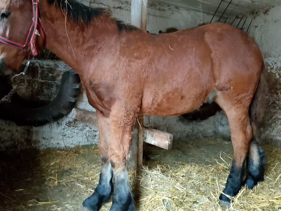 Ogierek zimnokrwiste