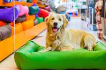 venda de Pet Shop loja de animais em Gondomar / Porto com loja online