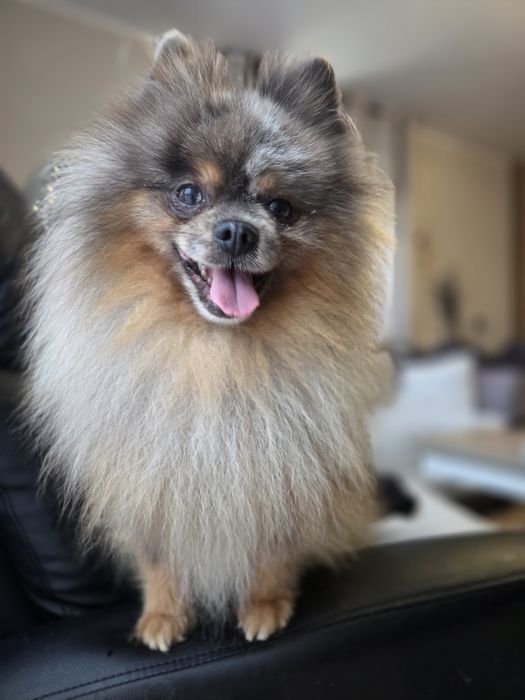 Pomeranian Blue Merle Tan
