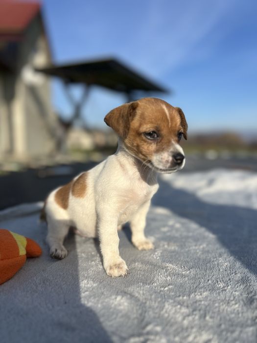 Щеночки Джек Рассел