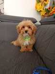 Piesek Maltipoo F1