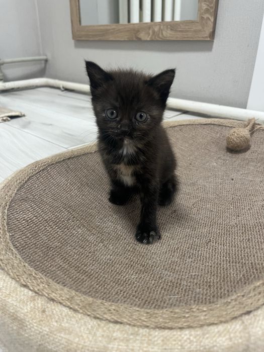 Віддамо котят в добрі руки. Дуже лагідні, любять людей