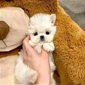 Дівчинка ті-кап мальтіпу Ф1, плюшевий медвежа