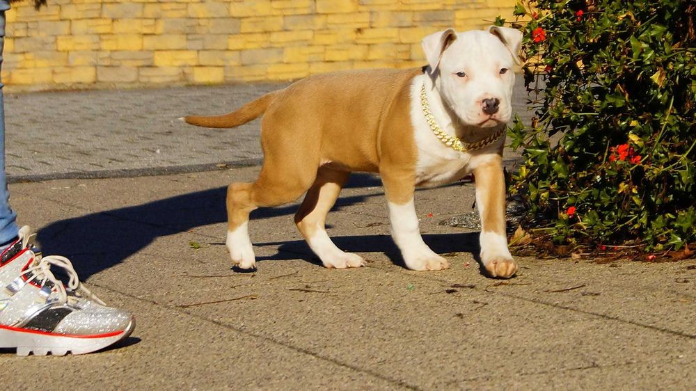 Piękny Lolek Amstaff z rodowodem,  szczeniak do odbioru
