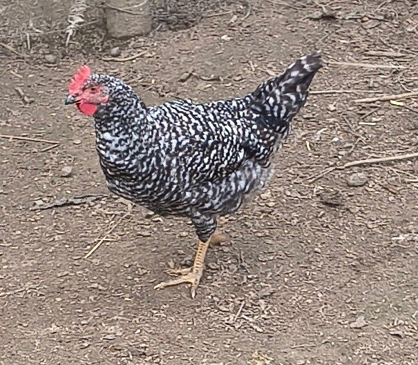 Kogutki Koguty Dominant Blue młode z maja