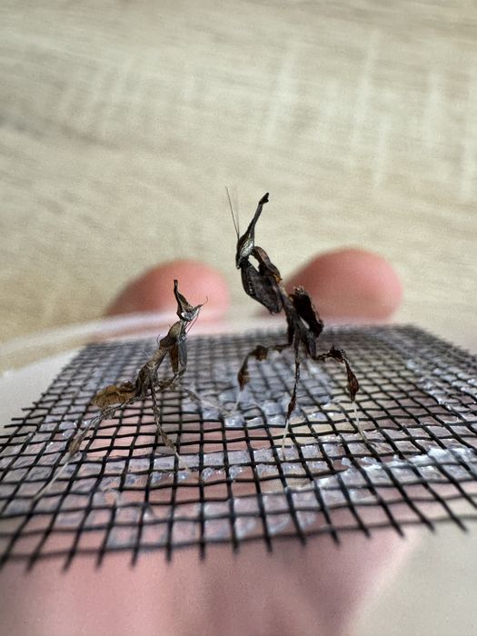 Phyllocrania paradoxa L3 WYSYŁKA + POKARM