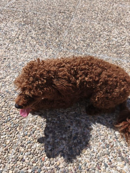 Caniche fêmea  tamanho médio