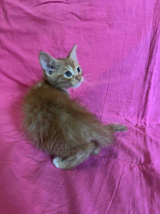красивые котята для добрых людей !