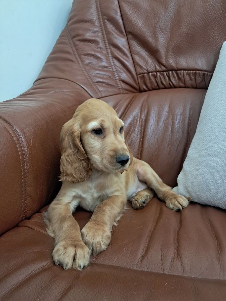 Cocker spaniel  maravilhoso