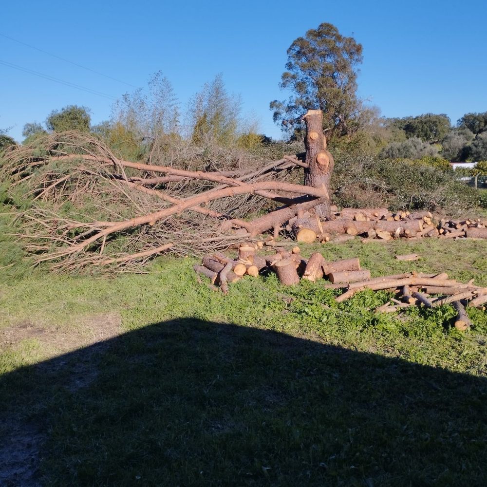 Limpeza de terrenos /Limpeza de arvores /Corte de lenhas /