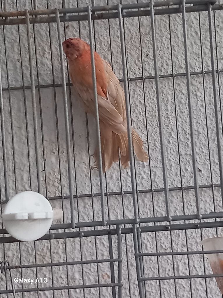 Carpodacus mutação