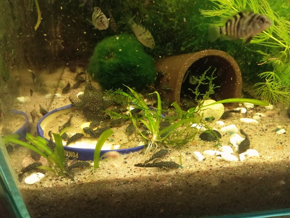 Sprzedam glonojady i pielęgnice zebry