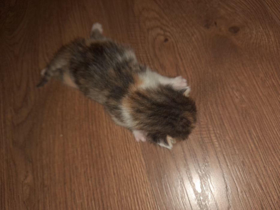 Kotki do adopcji