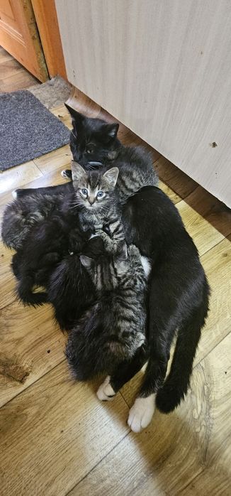 Kocurek do adopcji ogłoszenie prywatne