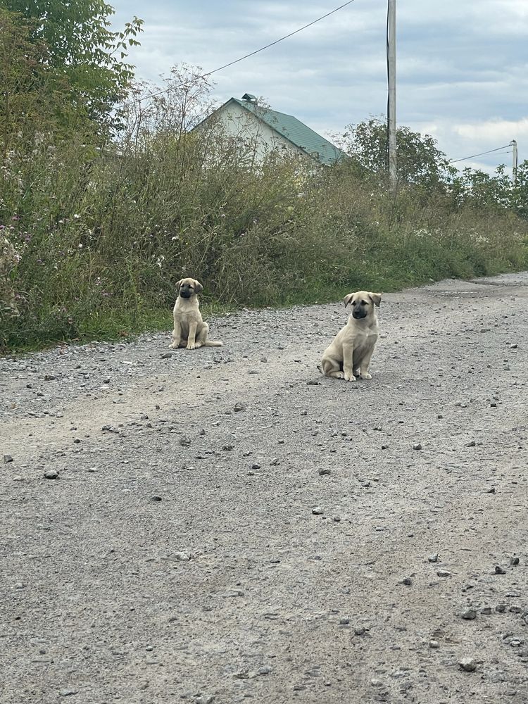 Дві дівчинки в добрі руки, цуценята в добрі руки