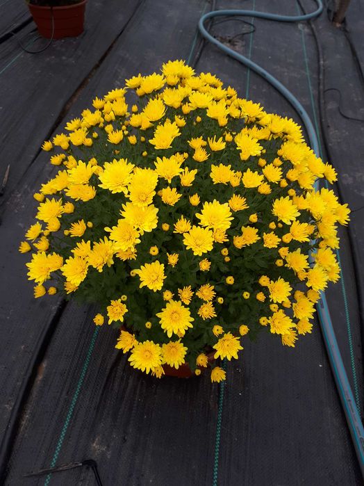 Chryzantemy drobnokwiatowe