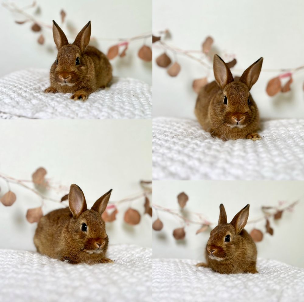 Króliczki Gotowe do odbioru Rasy Karzełek Teddy i Baranek Mini Lop