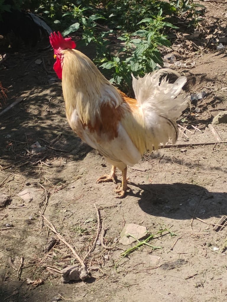 Witam zamienię na jakąś kurke