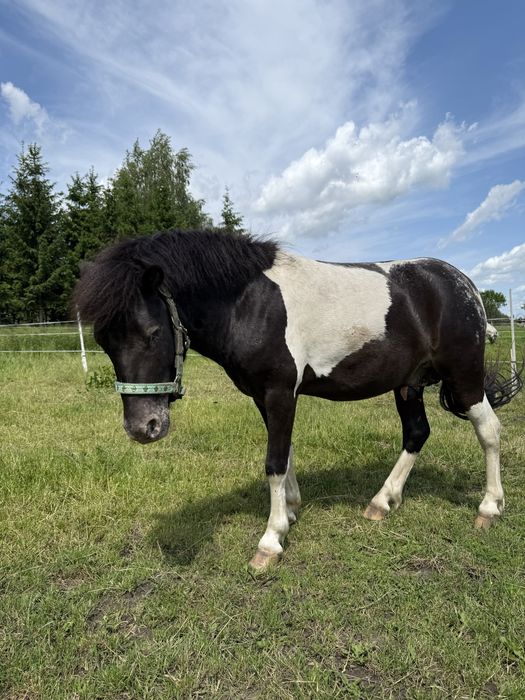 Ogierek Srokato-tarantowaty, może przekazywać tarantowatość!
