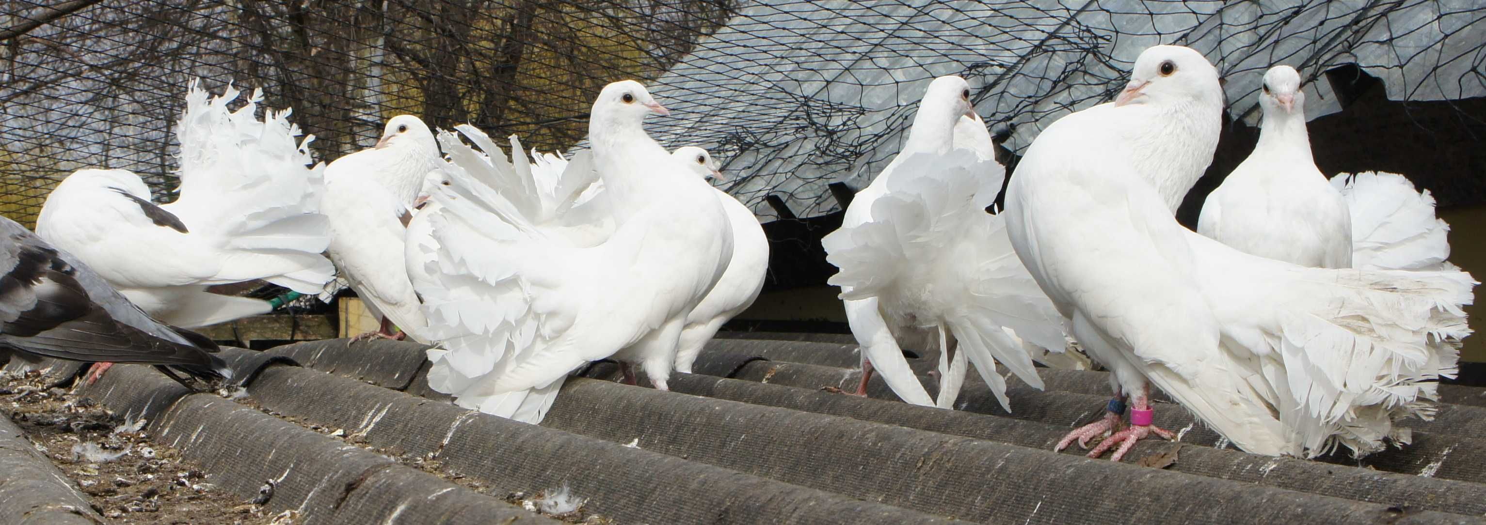 Gołębie Pawiki ,Tygrysy
