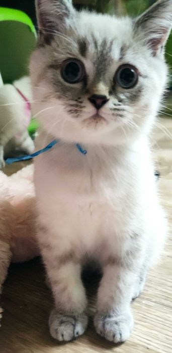 Kocurek Brytyjski (PZF) Staś – przytulas który szuka swojego człowieka