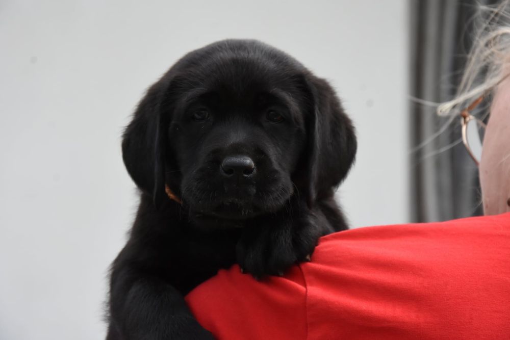 Labrador retriever,suczka z metryką ZKwP (FCI)