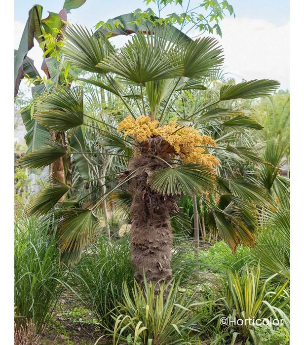 Szorstkowiec wagnera / Trachycarpus wagnerianus, palma mrozoodporna.