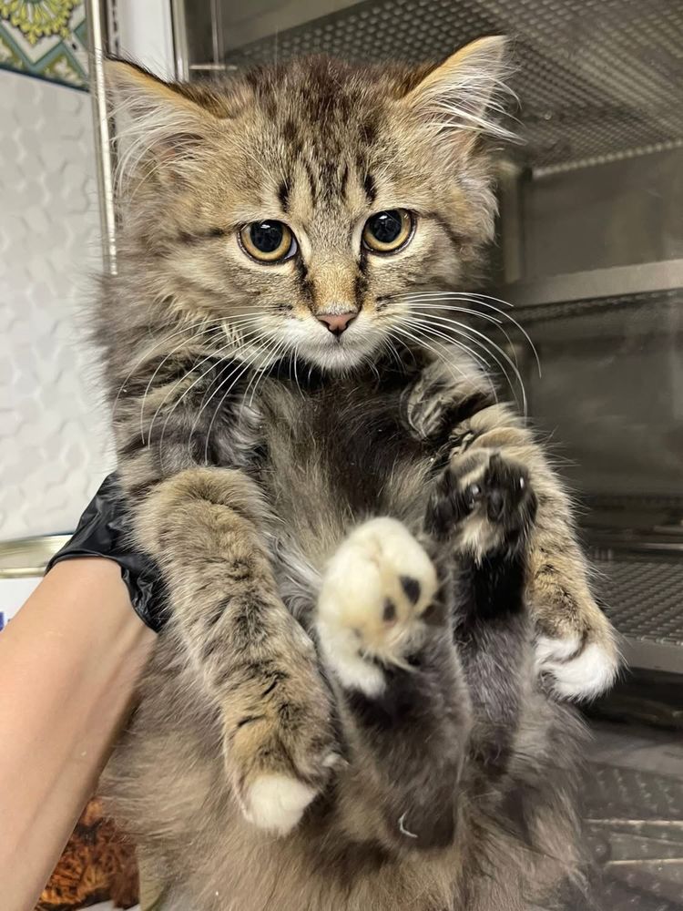 Кошенята хлопчики
