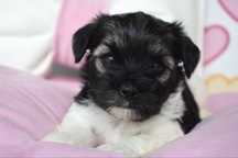 Biewer Terrier śliczna suczka york