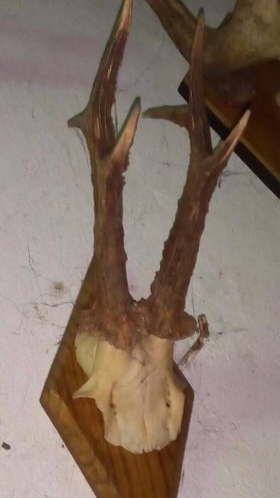 роги косулі європейської