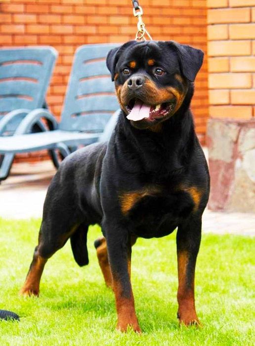 цуценята ротвейлера, які підкорять ваше серце!