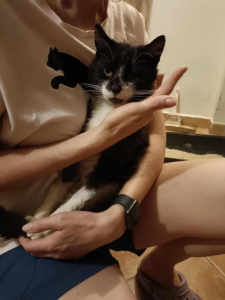 Merlin - najukochańszy kot bez łapki szuka domu