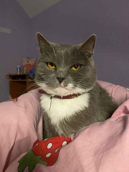 Кішечка шукає новий дім