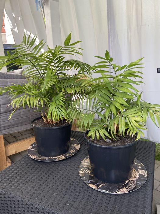 Chamaedorea elegans - palma koralowa 2 sztuki