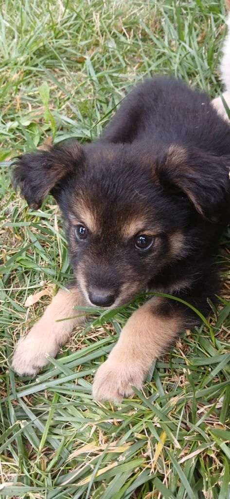 Mikro Szczeniak do adopcji