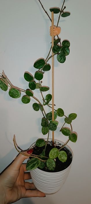 Mathilde Splash hoja hoya