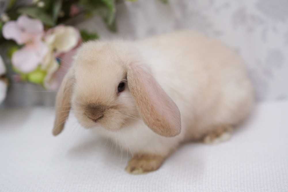 Карликові породисті кроленята! Высловухі кролики міні!