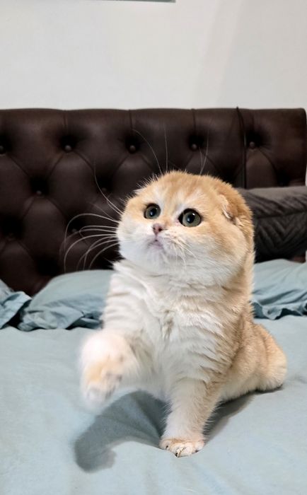 Дівчинка Джета,шиншилла.